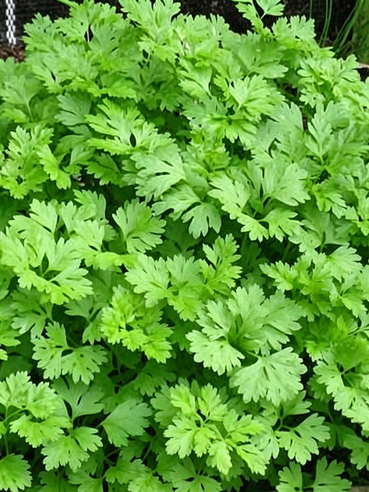 Italian Chervil