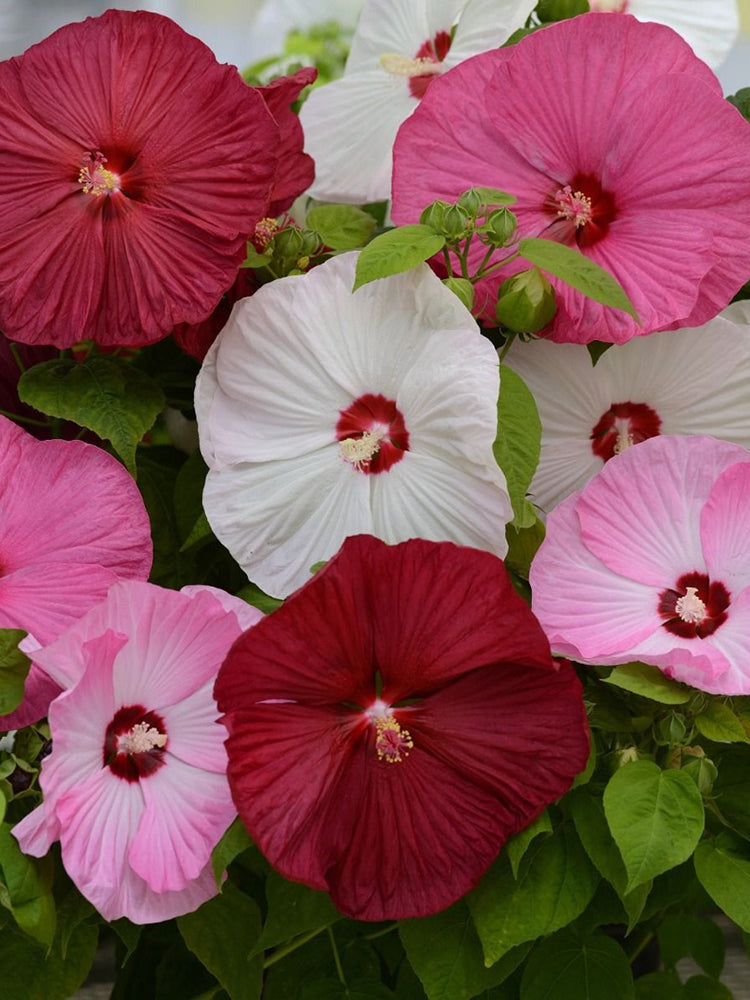 Swamp Rose Mallow Mixed