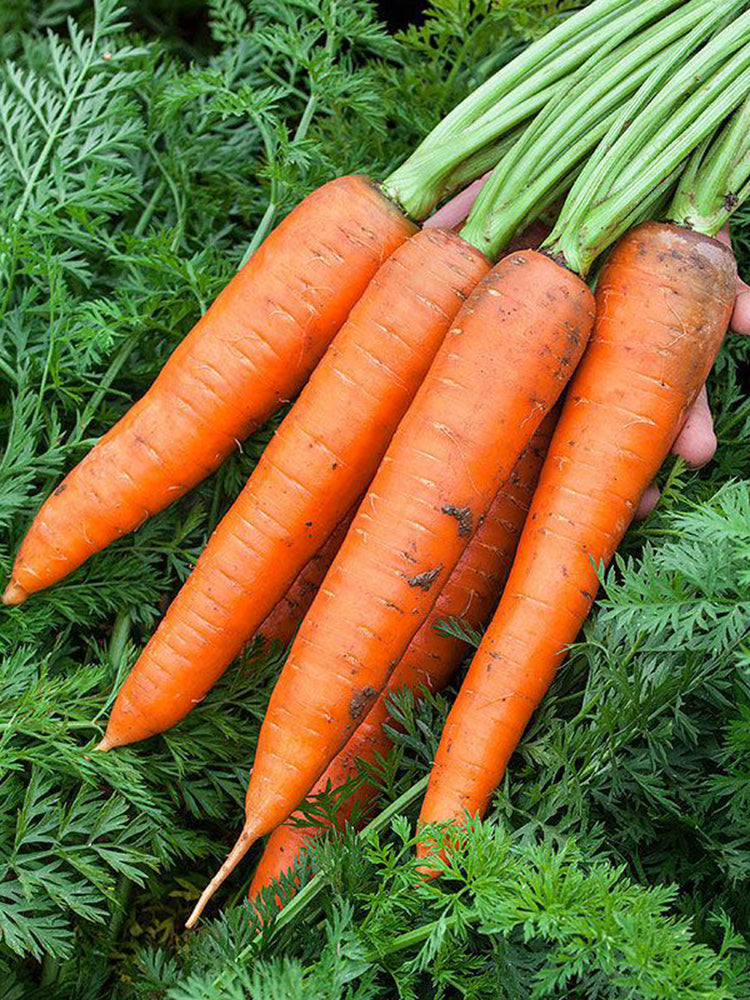 Traditional Five-Inch Carrot