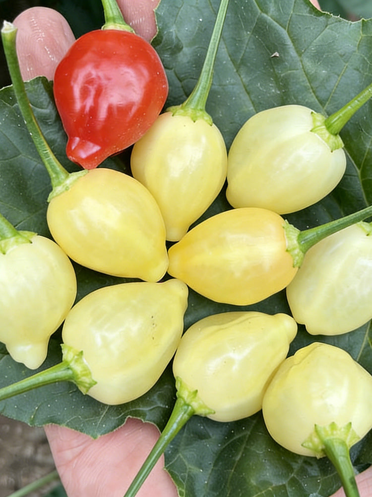 Seven-Colored Pickling Pepper