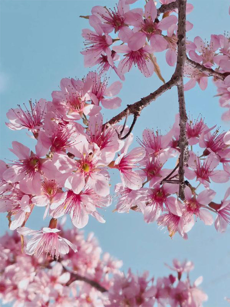 Winter Cherry