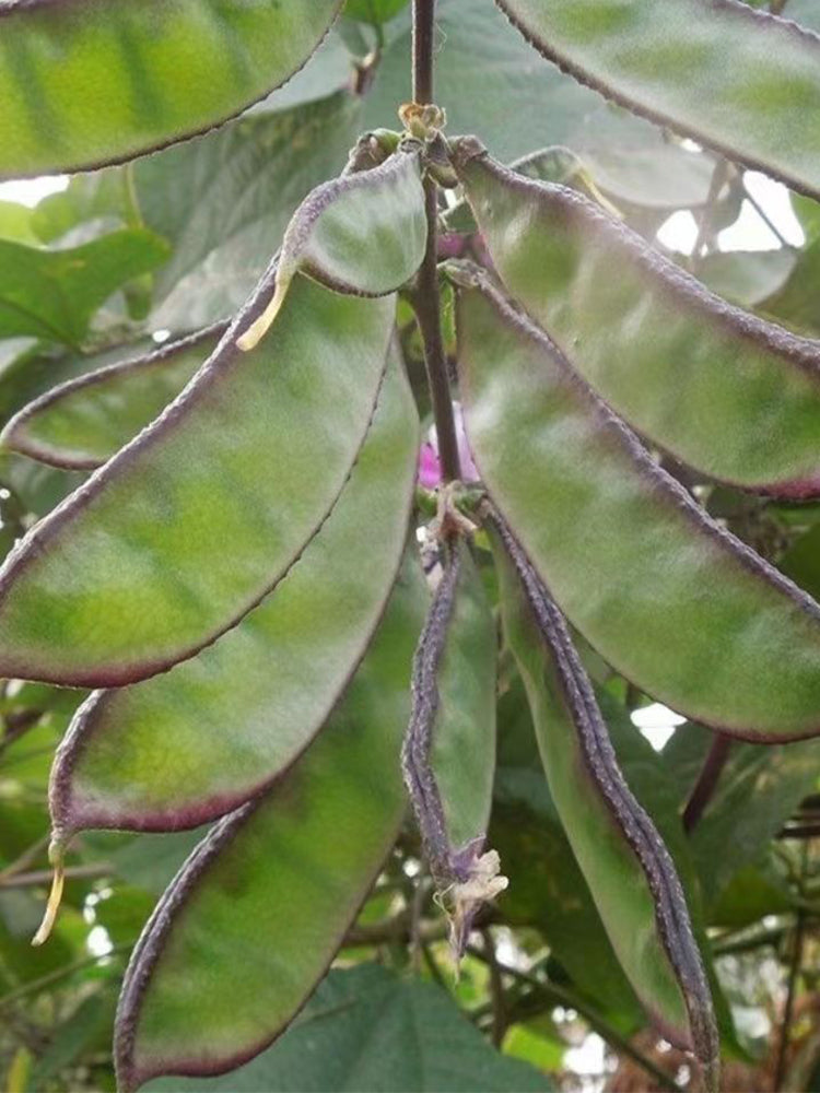 Purple-edged Hyacinth Beans