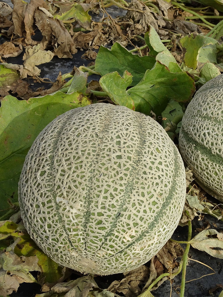 No.8 Red Cantaloupe Hybrid