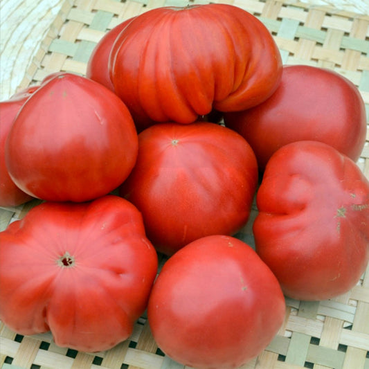 694 Cantati Tomato