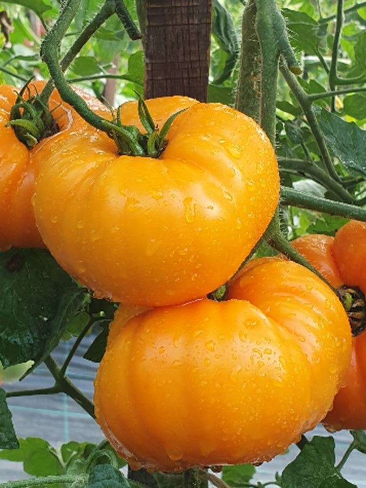 'Peaches and Cream' Tomato