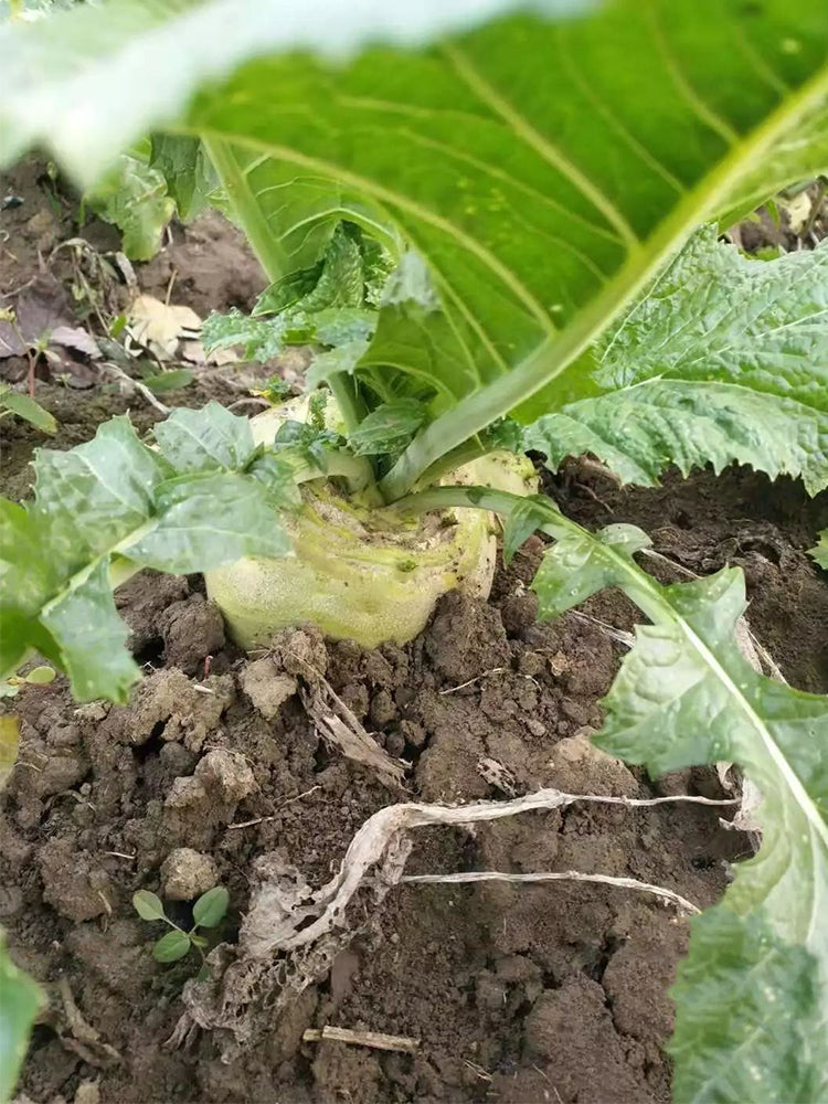 'Roundish 65' Root Mustard