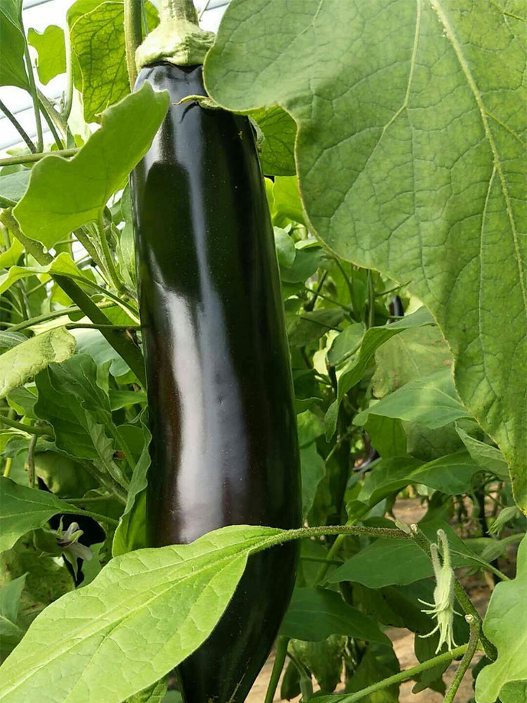 'Changza 218' Eggplant