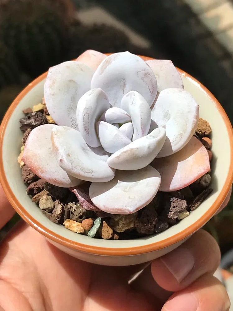 Echeveria laui