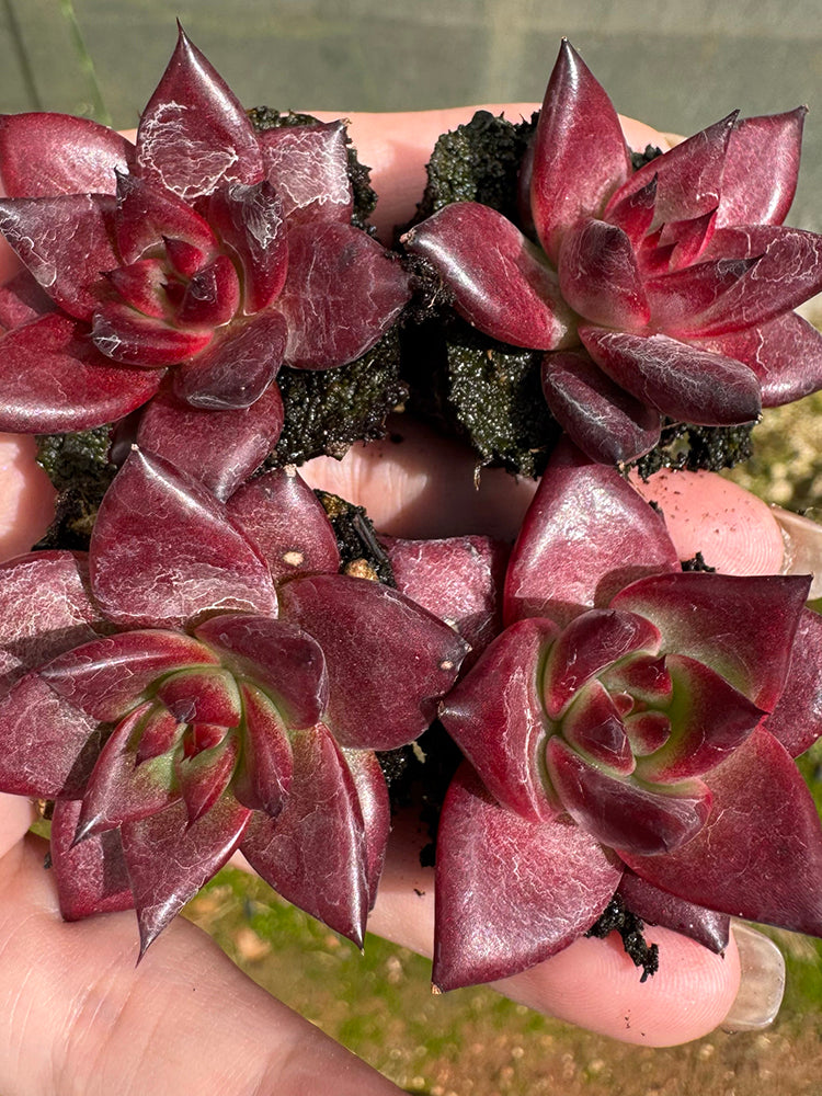 Echeveria cv. 'Robin'
