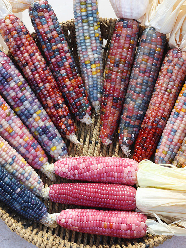Glass Gem Corn