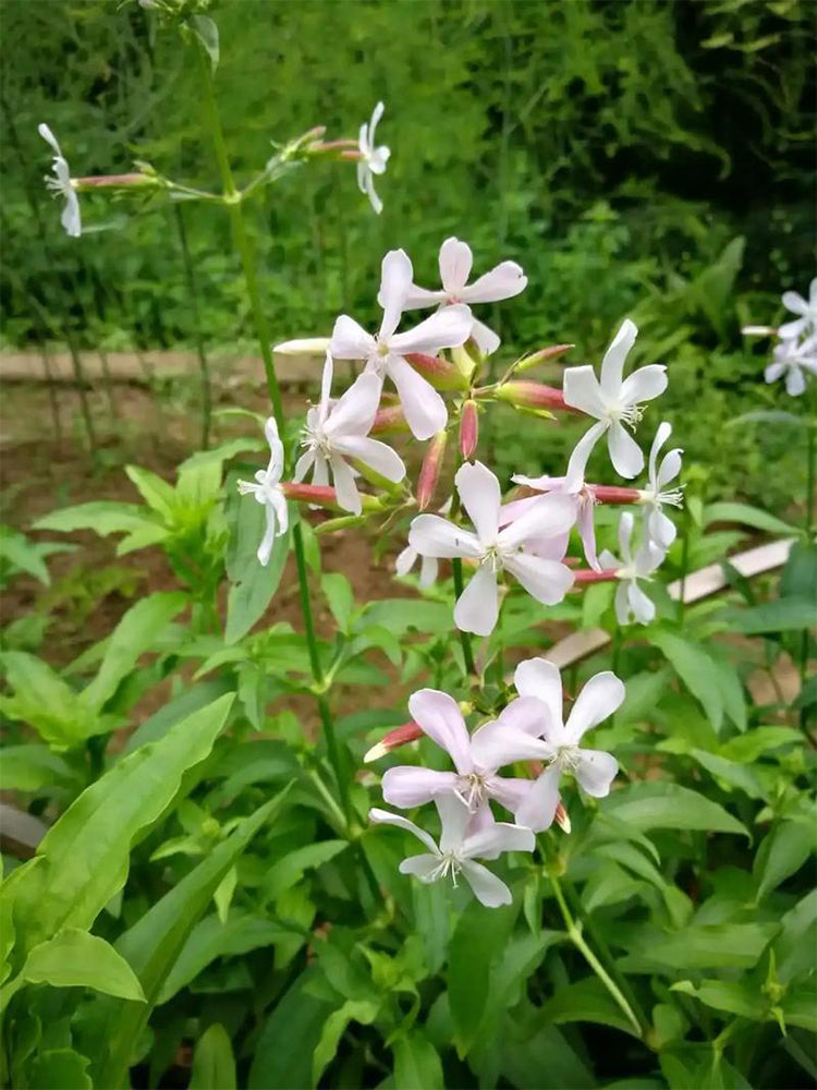 Bouncing Bet (Saponaria officinalis L.)