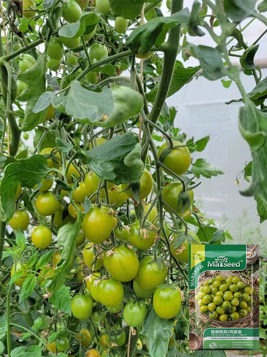 Dream Green Sweet No.2 Cherry Tomato