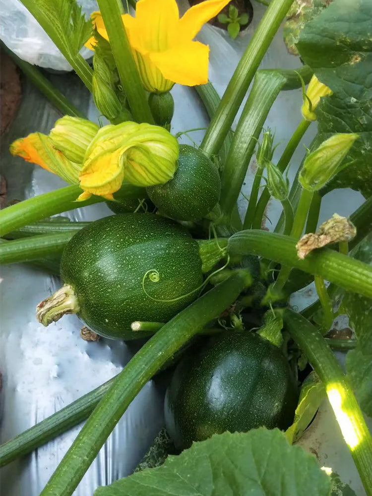 Bush Zucchini