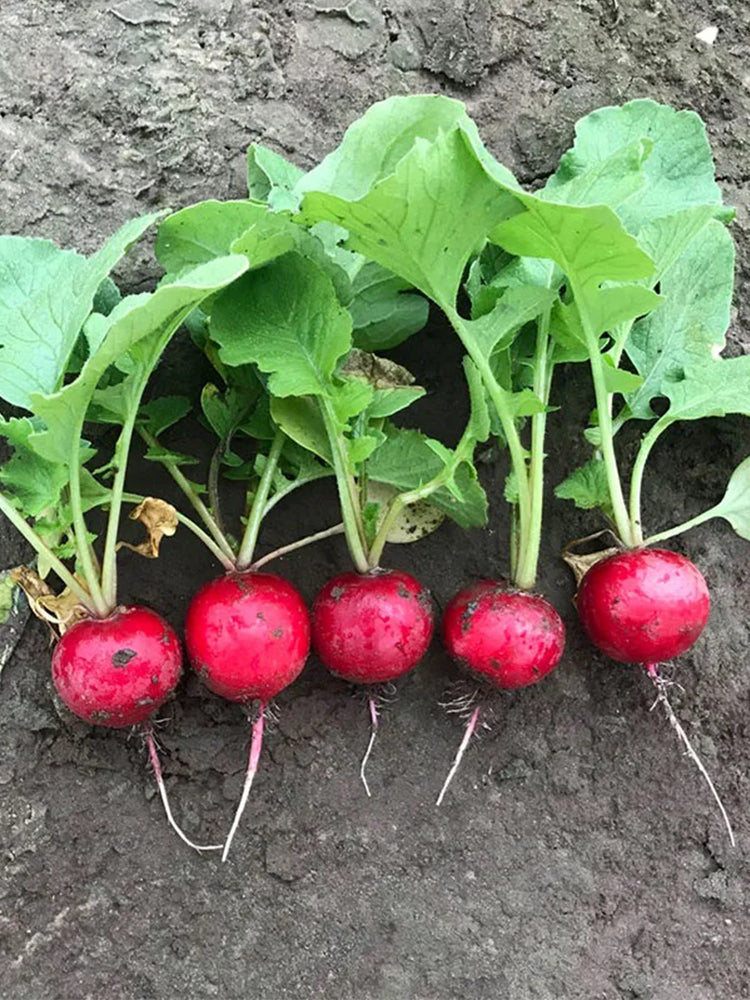 Akahimaru Radish
