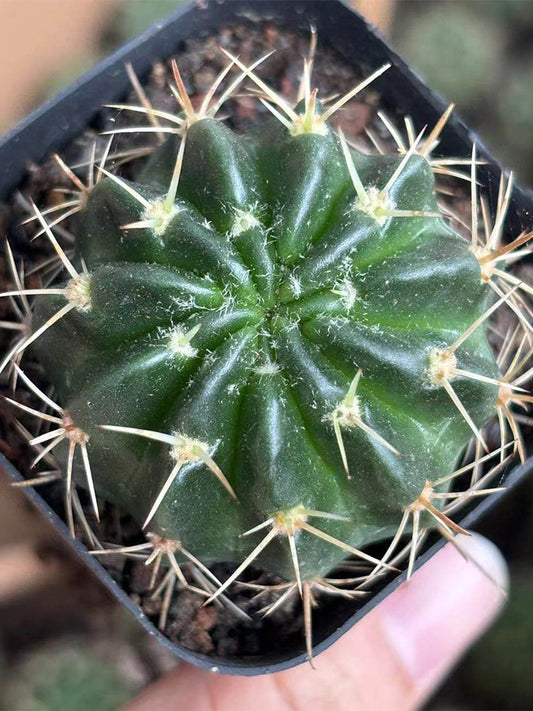 Echinopsis obrepanda