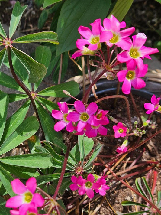 Oxalis lasiandra