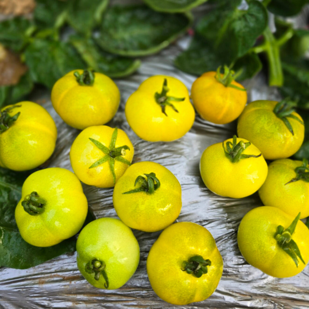 603 Eden Dwarf No. 2 Tomato