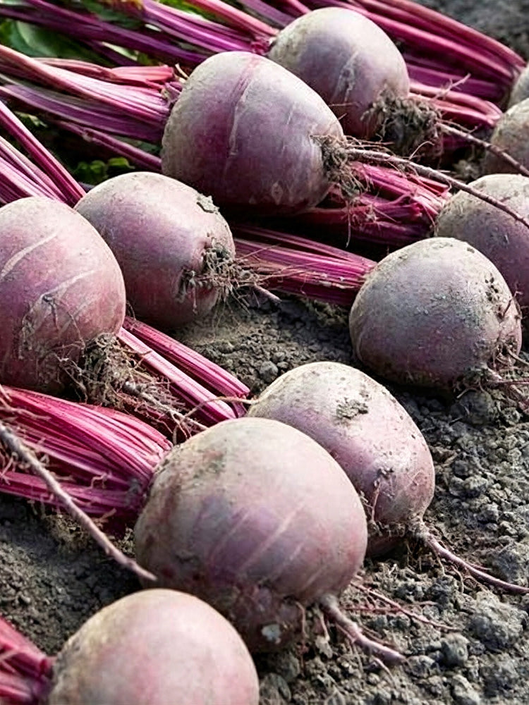 HC Purple Top Beet