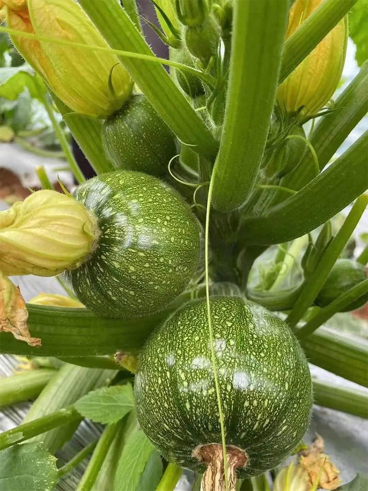 Black Pearl Zucchini