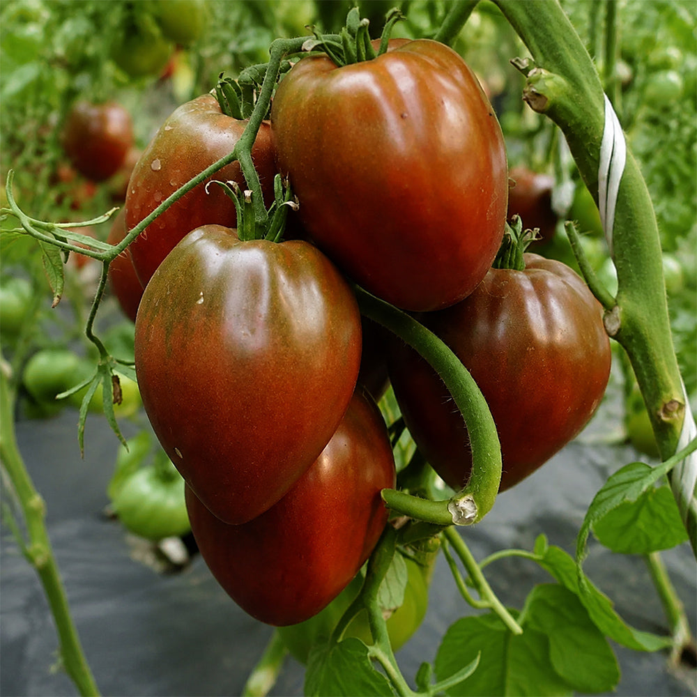 645 Black Pyramid Tomato