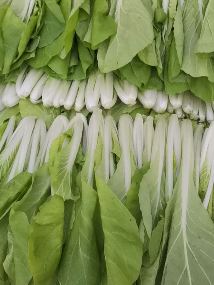 Jiemei Pak Choi