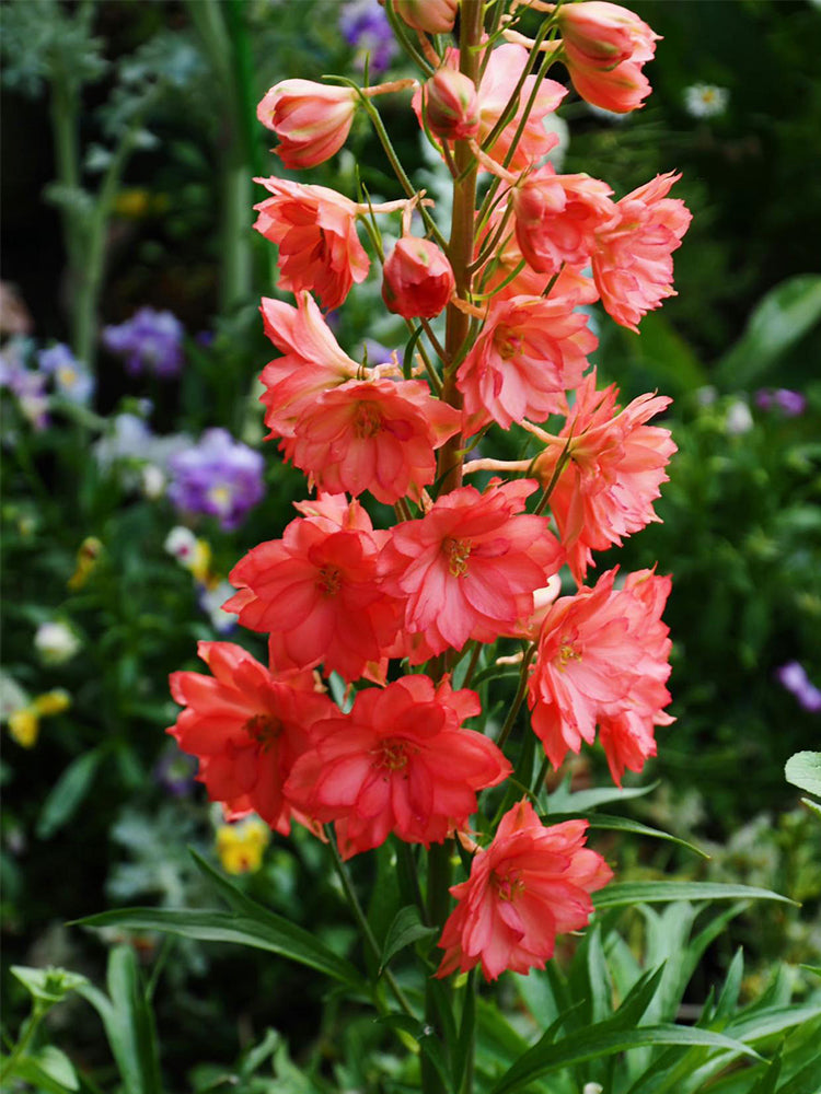 Red Rocket Larkspur