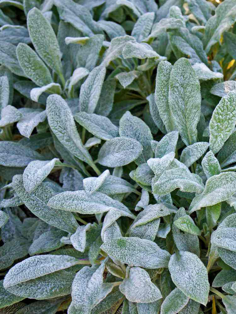 Lamb's Ear