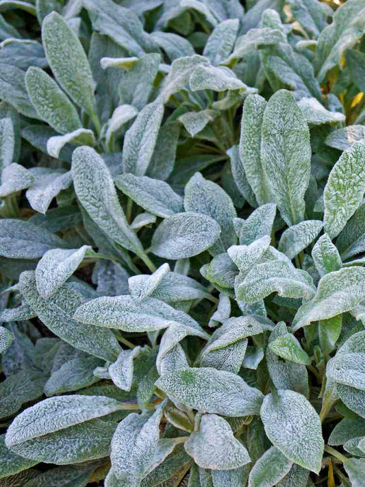 Lamb's Ear