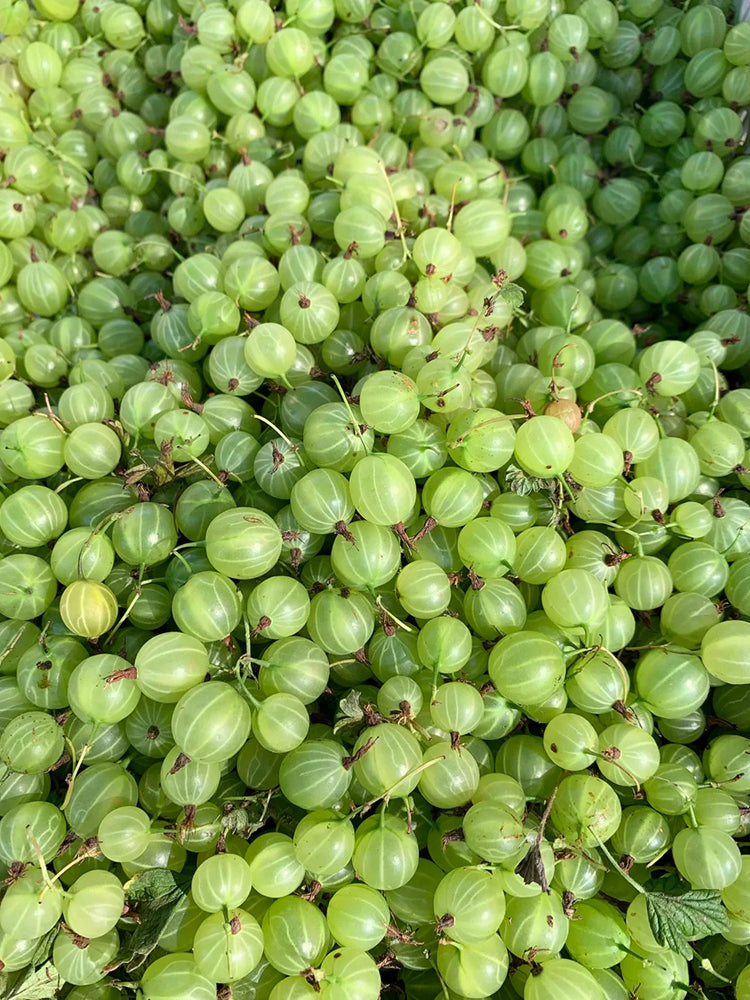 Green Gooseberry