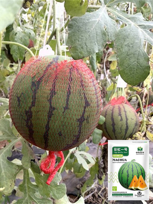 Rainbow No.1 Watermelon