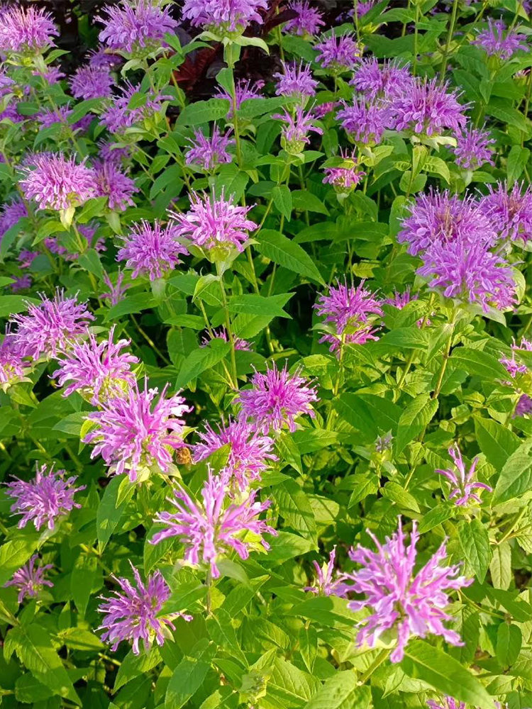 Hezhichun Bee Balm