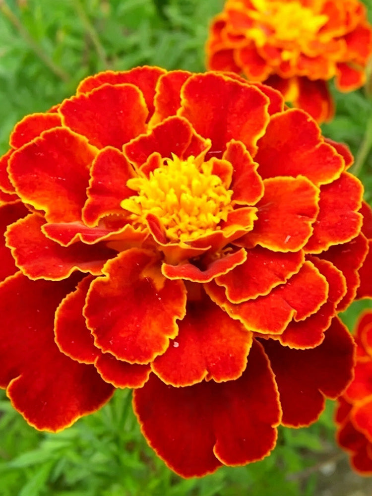 Red Double French Marigold