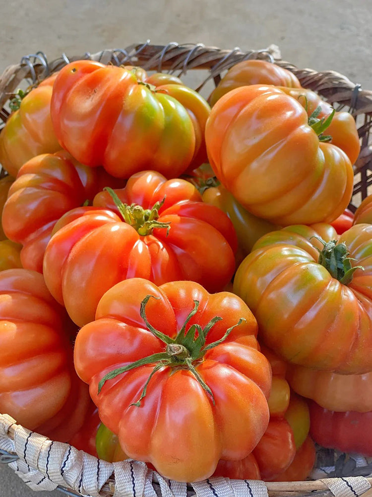 Horseshoe Large Tomato