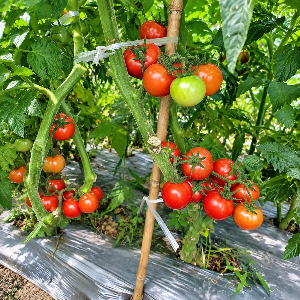 47 Dwarf Johnson's Cherry Tomato