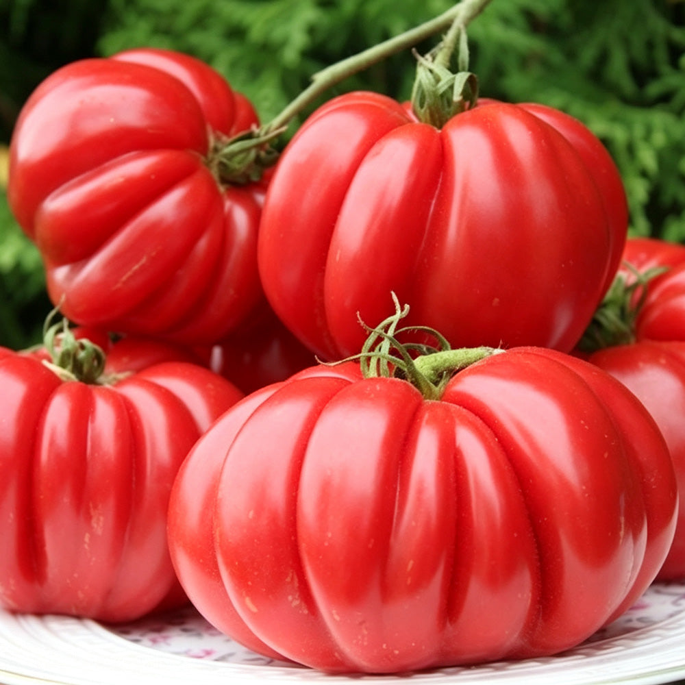 621 Morskaya Zvezda Red Tomato