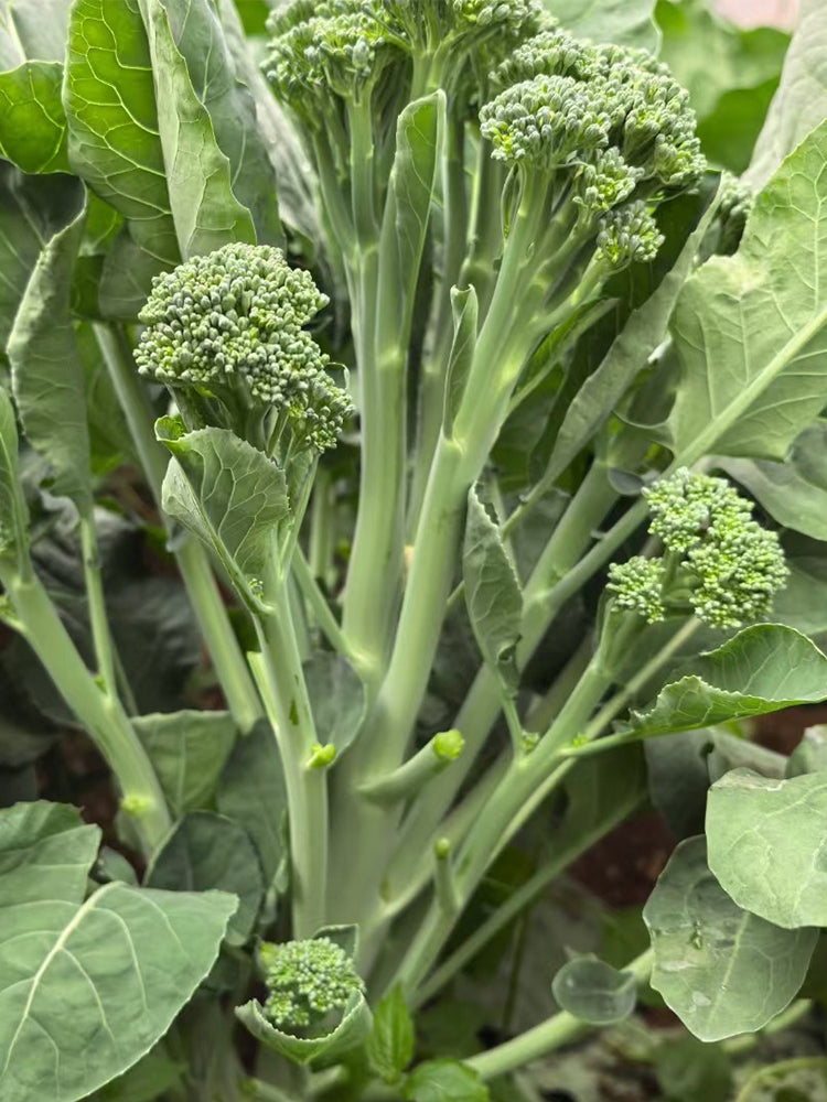 Haiwang Songqing Broccoli