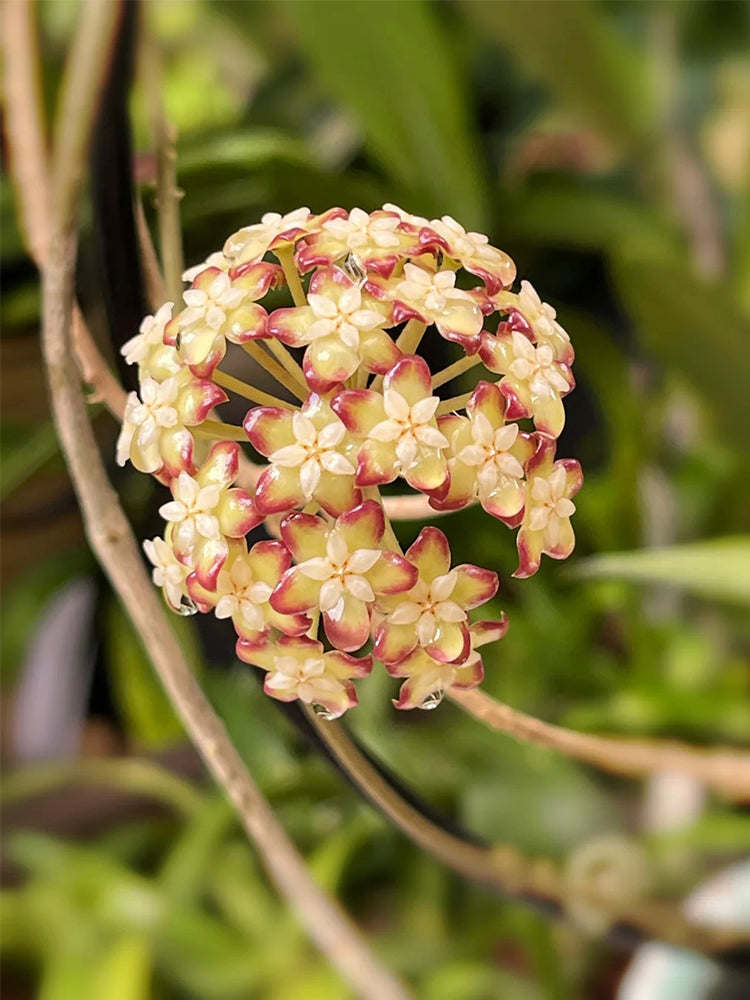 Hoya finlaysonii 'Nova'
