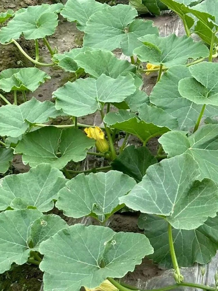 Fushun Ribbed Ugly Pumpkin
