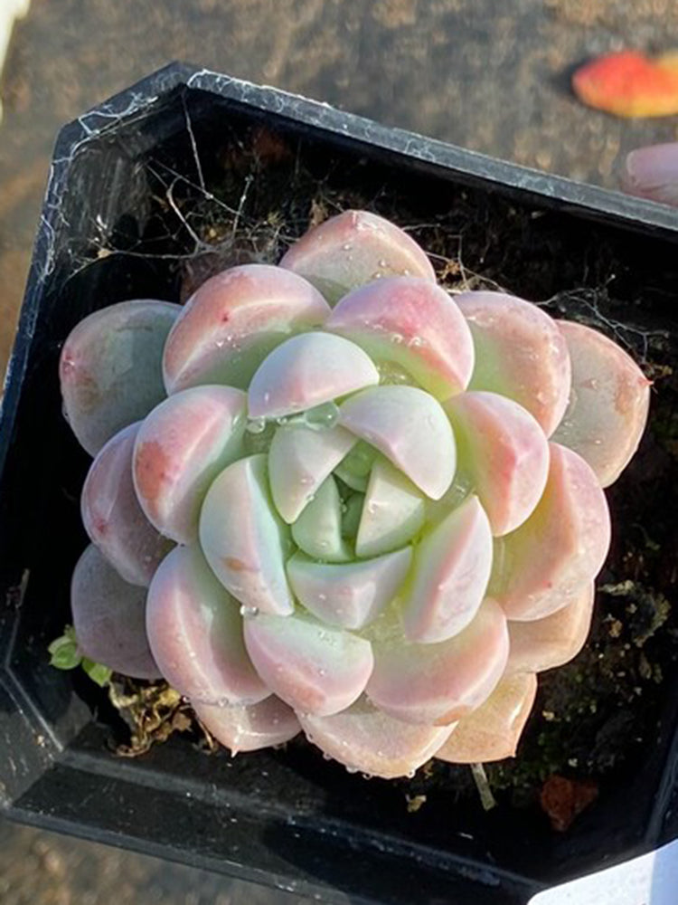 Echeveria Lauii