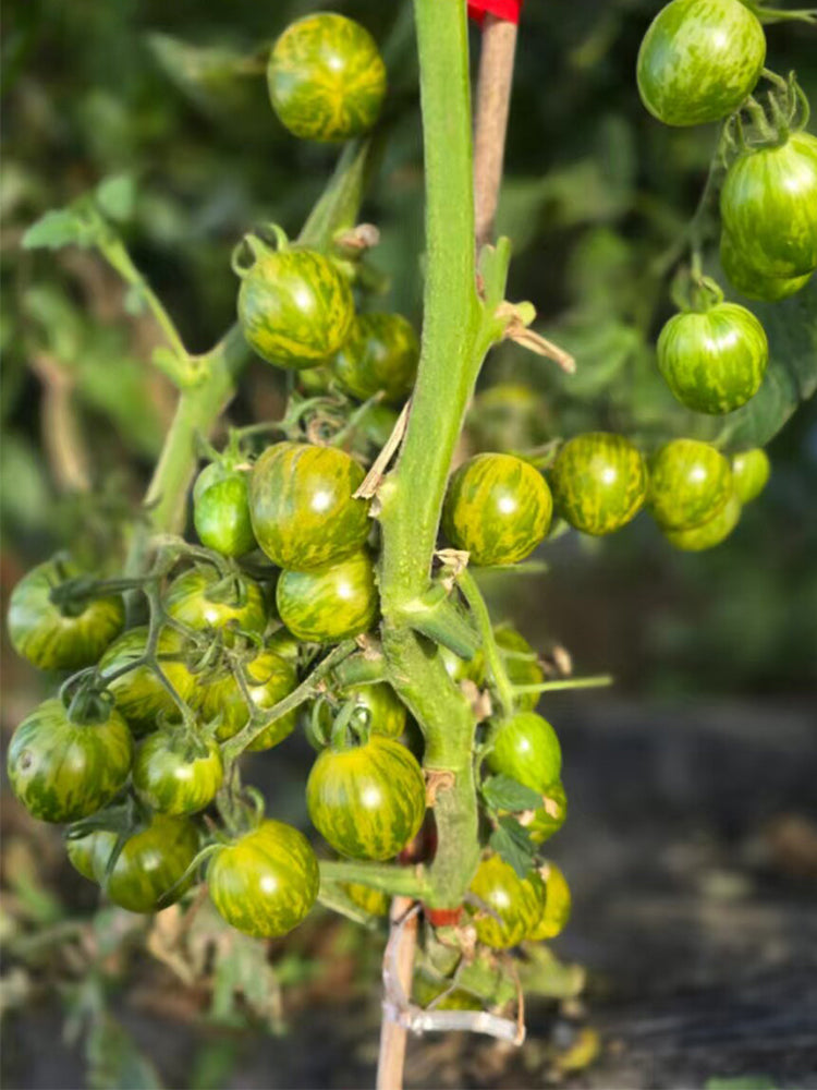 910 Andean Green Cherry Tomato