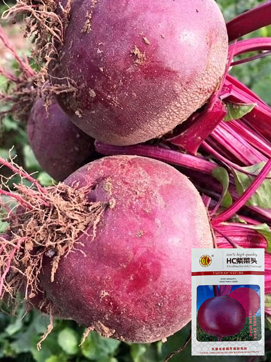 HC Purple Top Beet