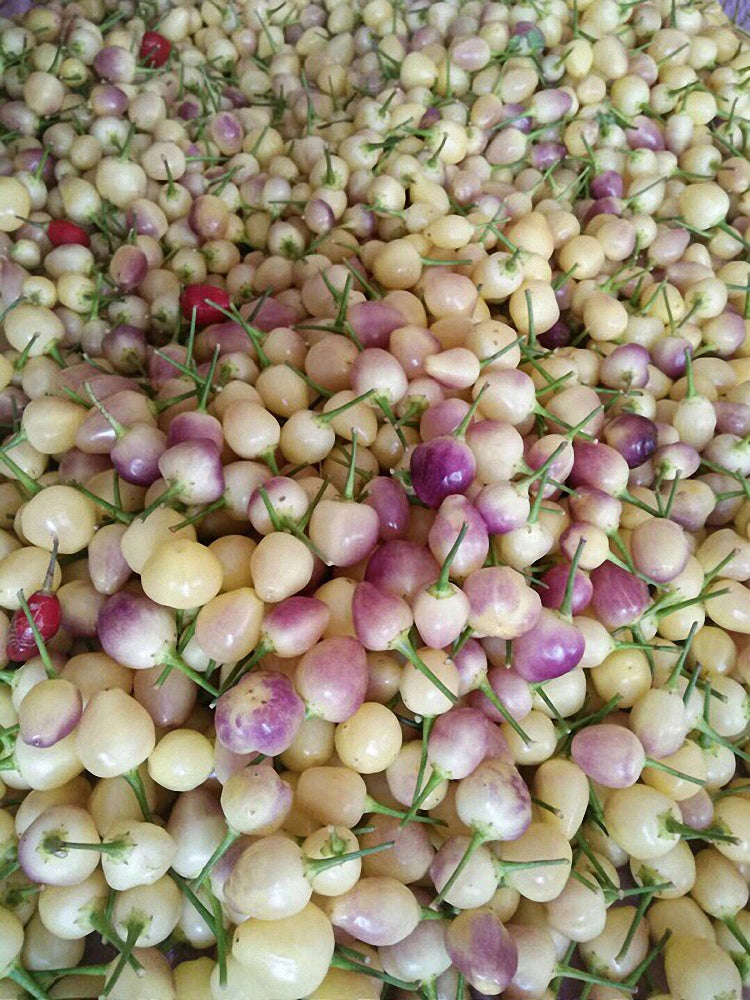 Pearl Ornamental Pepper (Capsicum annuum)