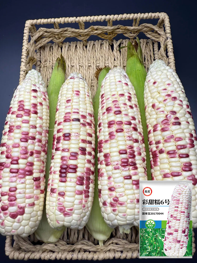 'Caitiannuo No. 6' Waxy Corn