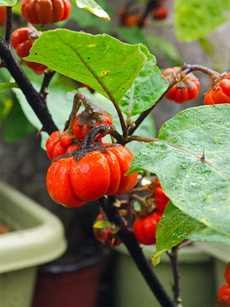 African Red Scarlet Eggplant
