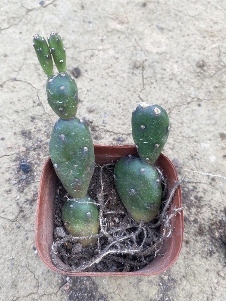 Opuntia debreczyi 'Little Clay Figure'