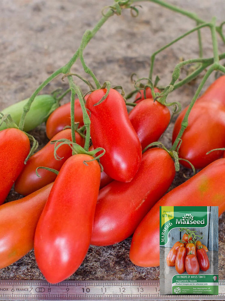Ten Fingers of Naples Tomato