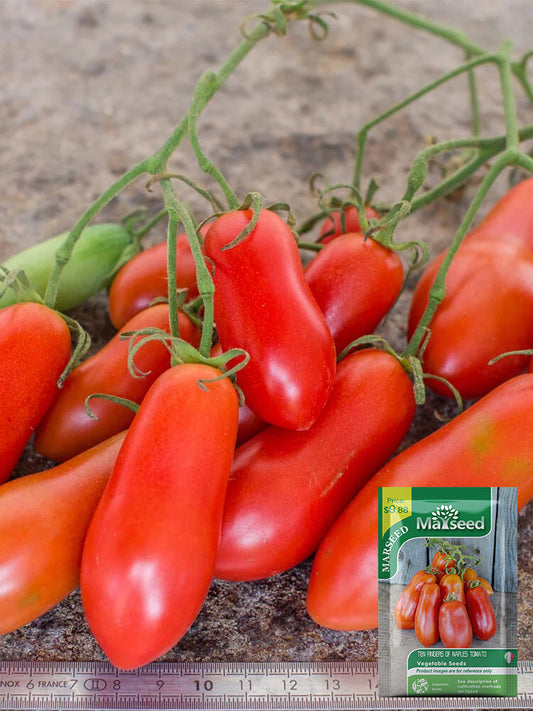 Ten Fingers of Naples Tomato