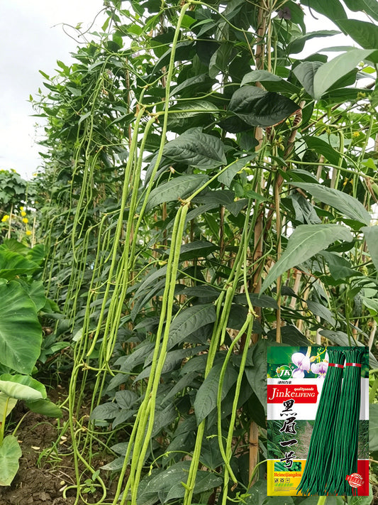 Heimei No. 1 Cowpea
