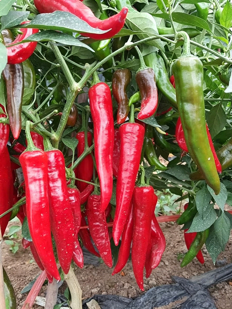 Extra Spicy 'La Mei Zi' Pepper