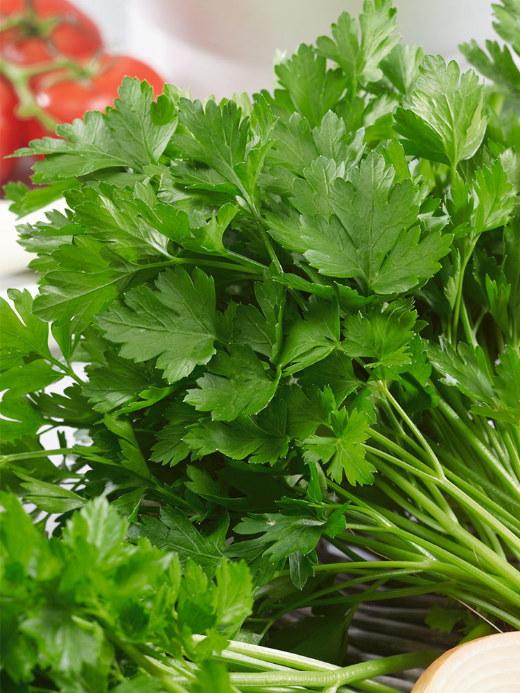 Italian Giant Parsley